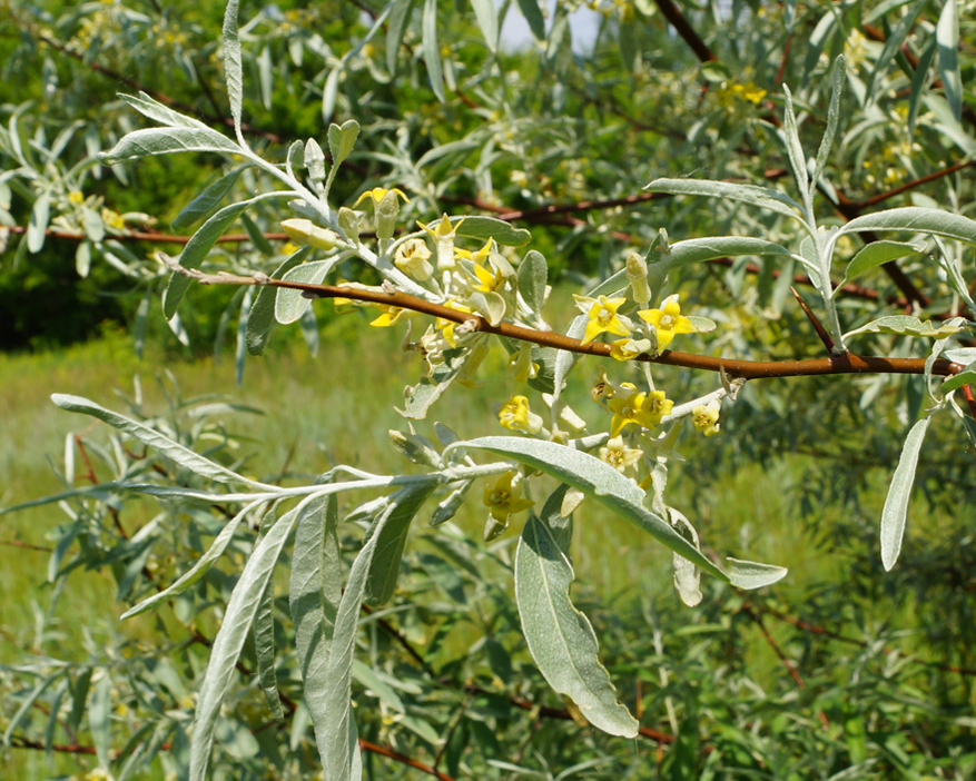 Image of Elaeagnus oxycarpa specimen.