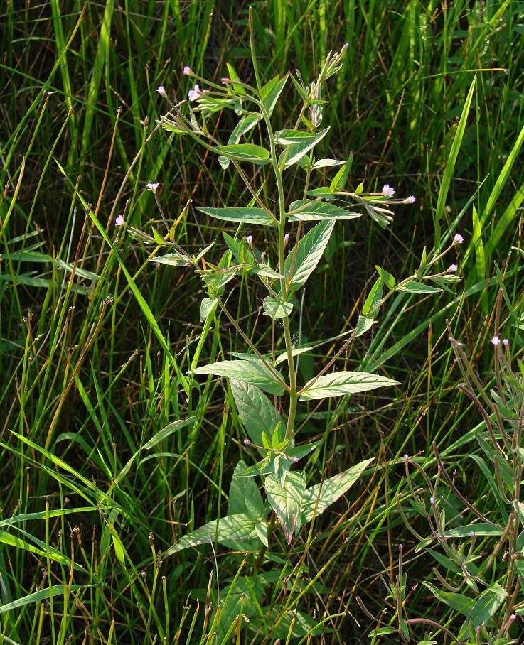 Image of Epilobium adenocaulon specimen.