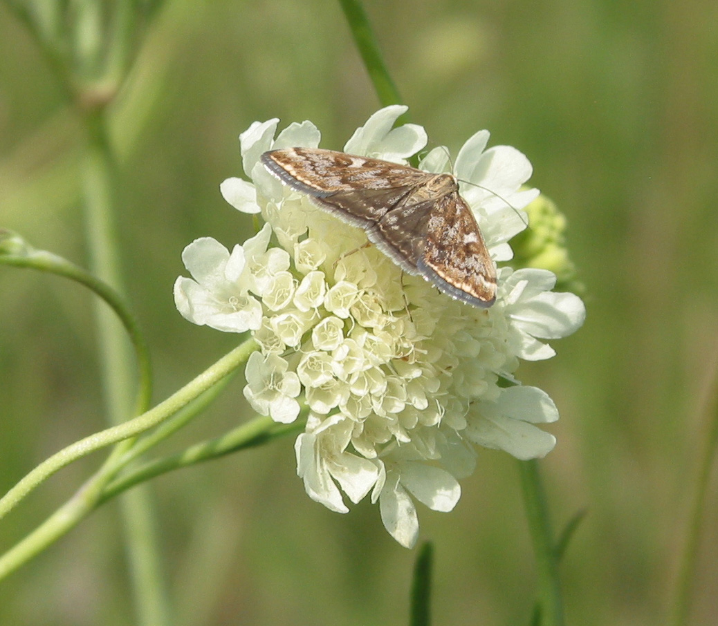 Изображение особи Scabiosa ochroleuca.