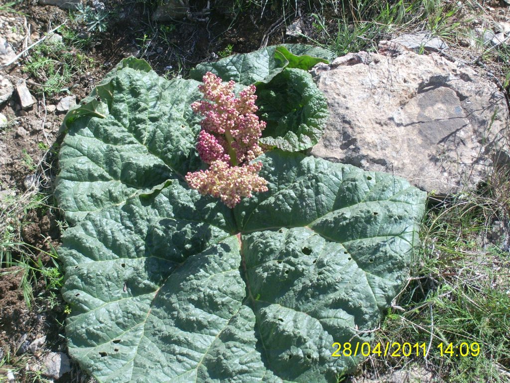 Image of Rheum ribes specimen.