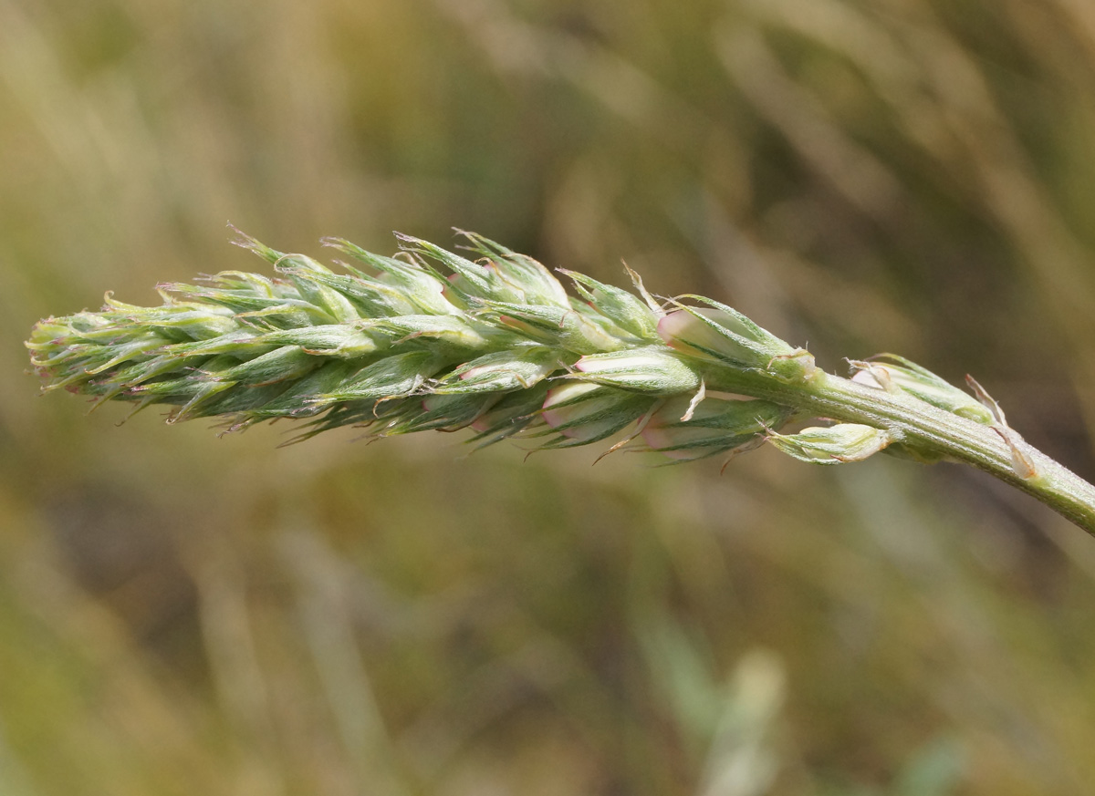 Изображение особи Onobrychis arenaria.