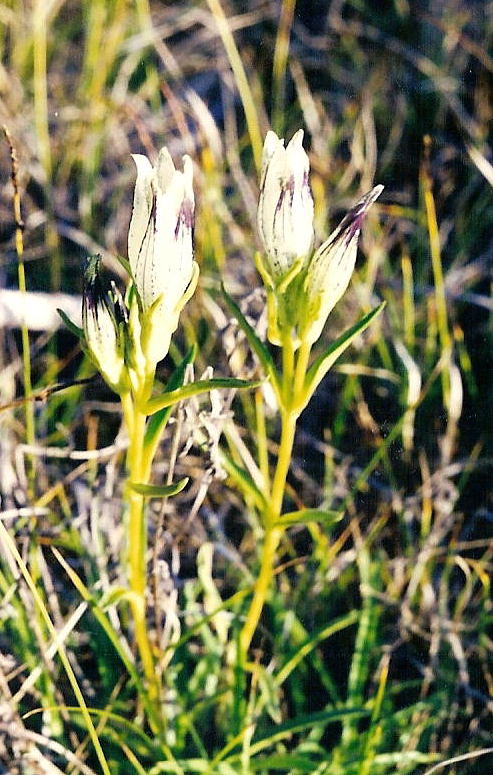 Изображение особи Gentiana algida.