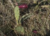 Opuntia phaeacantha разновидность camanchica. Плодоносящее растение. Крым, окр. Судака, низина Ю-В склона горы Перчем. 23.09.2012.