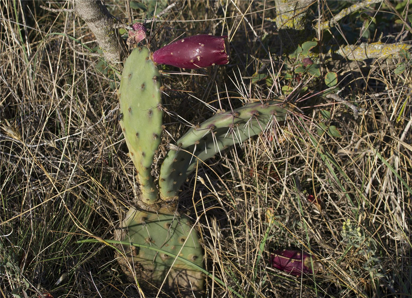 Изображение особи Opuntia phaeacantha var. camanchica.