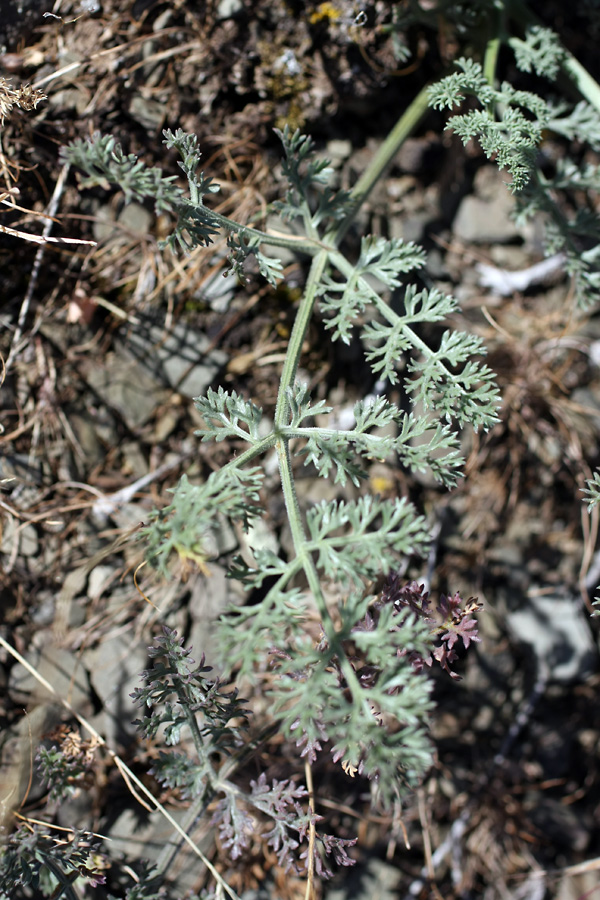 Изображение особи Ferula karataviensis.