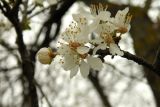 Prunus cerasifera. Верхушка ветви с цветками. Республика Адыгея, г. Майкоп, на лужайке, в культуре. 06.03.2016.