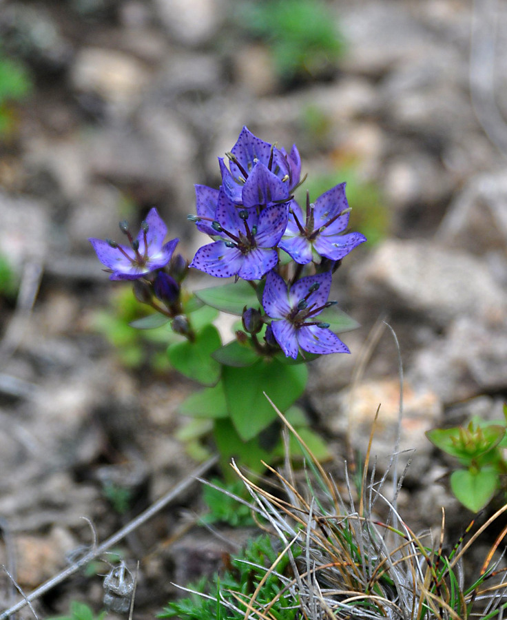 Image of Ophelia wilfordii specimen.
