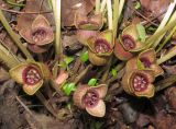 Asarum sieboldii