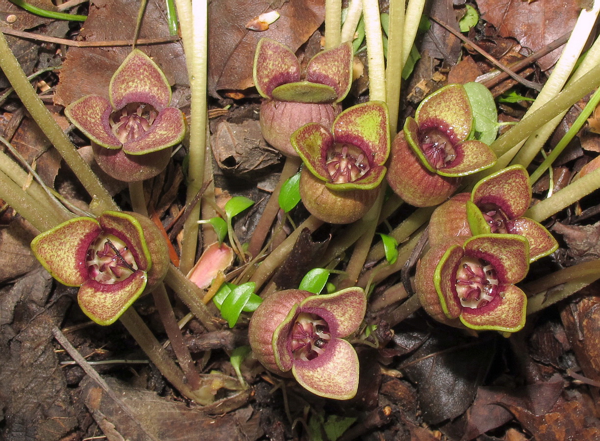 Изображение особи Asarum sieboldii.