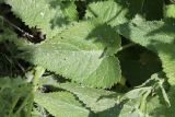 Phlomoides tuberosa. Лист. Украина, Днепропетровская обл., Криворожский р-н, окр. с. Новосёловка, насыпь вдоль автодороги Н-11. 17.05.2015.