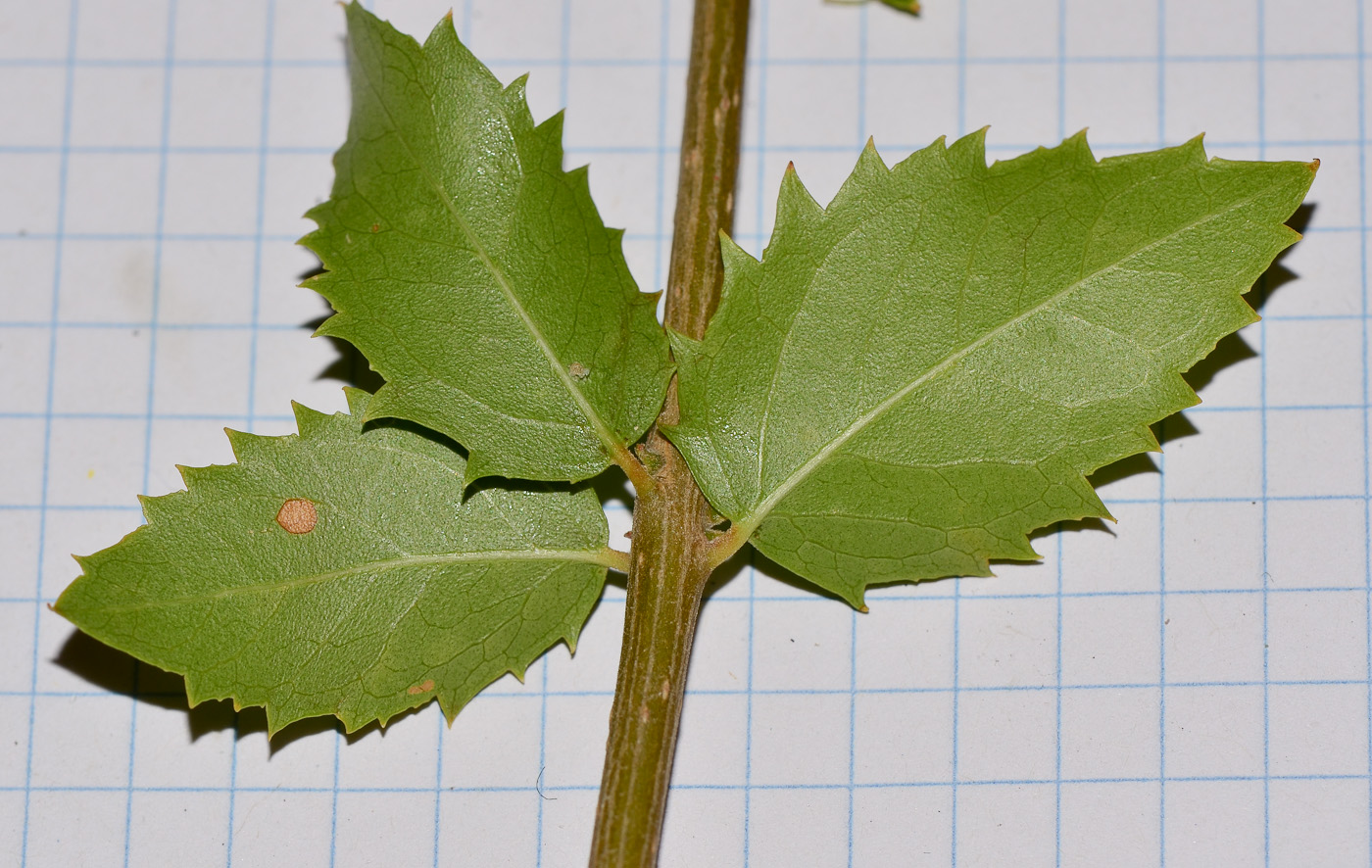 Image of Phillyrea latifolia specimen.