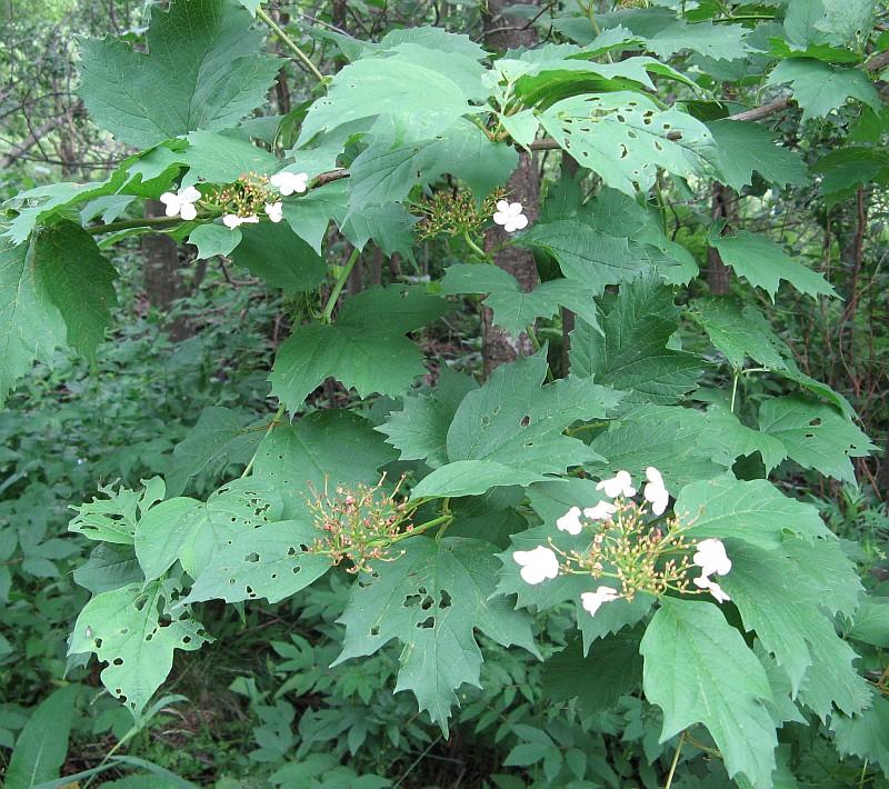 Image of Viburnum opulus specimen.