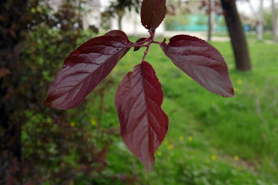 Изображение особи Prunus cerasifera var. pissardii.