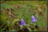 Campanula rotundifolia