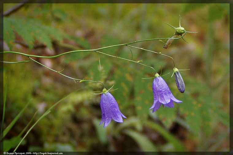 Изображение особи Campanula rotundifolia.