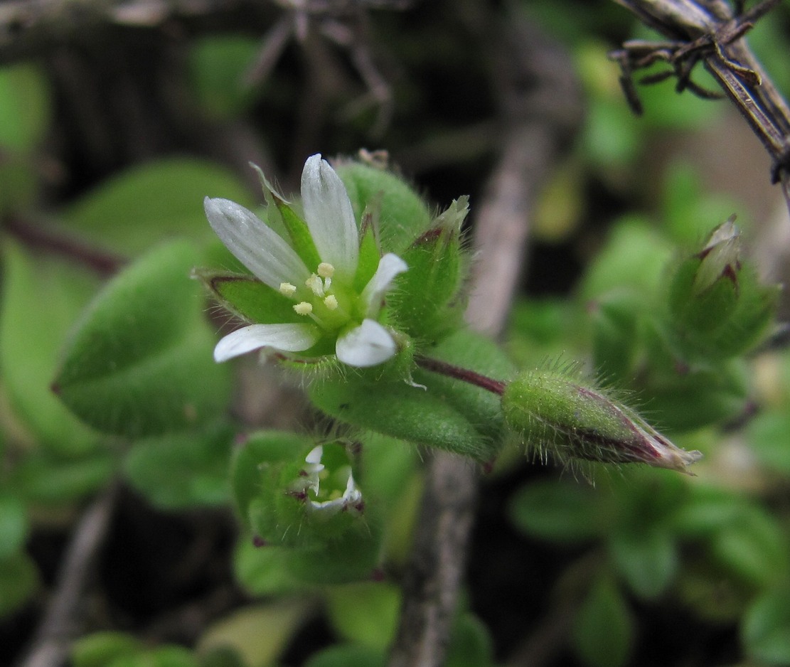 Изображение особи Cerastium semidecandrum.