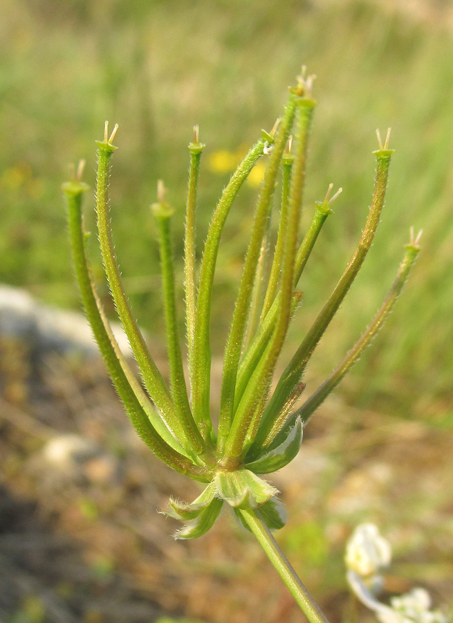 Image of Scandix australis specimen.