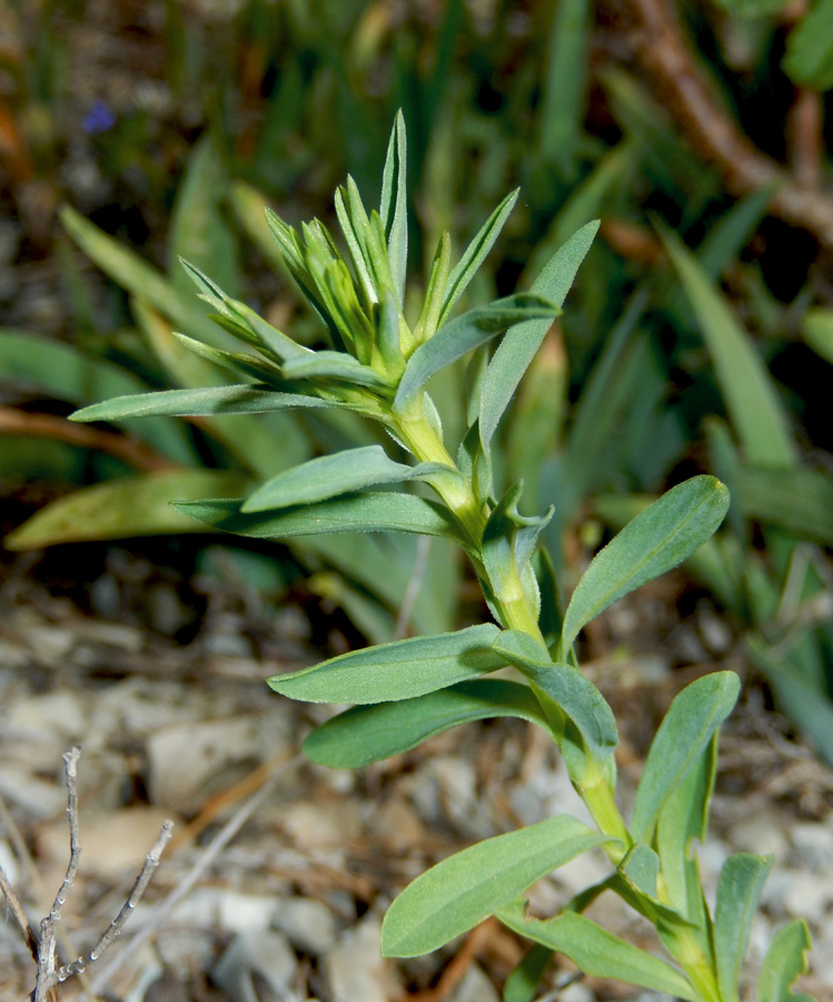 Изображение особи Linum nodiflorum.