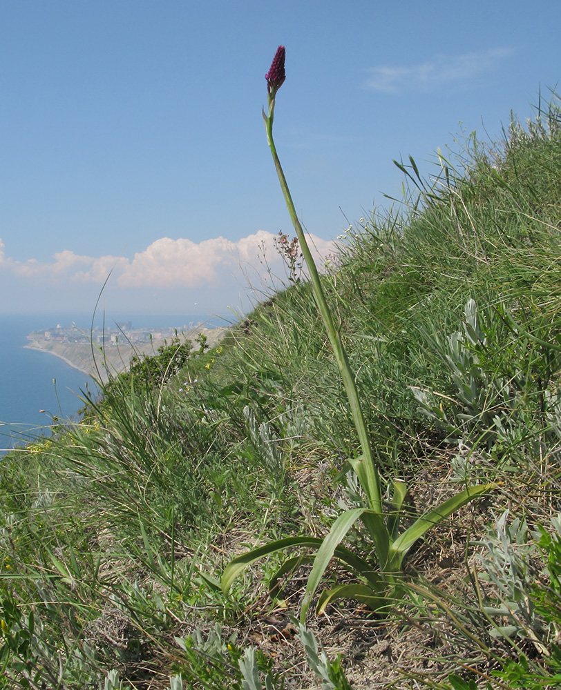 Изображение особи Anacamptis pyramidalis.