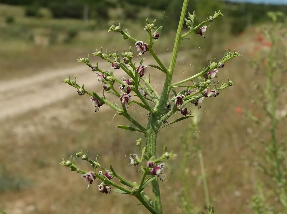 Image of Scrophularia bicolor specimen.