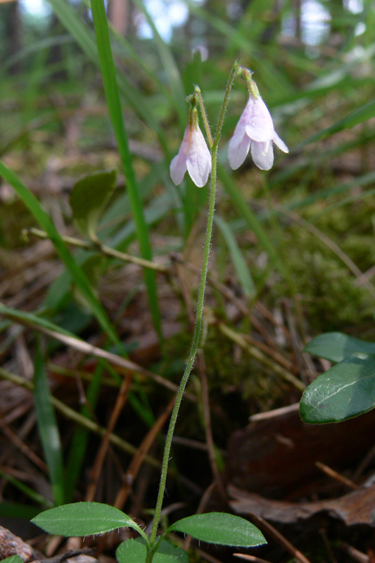 Изображение особи Linnaea borealis.