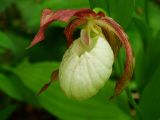 Cypripedium &times; ventricosum