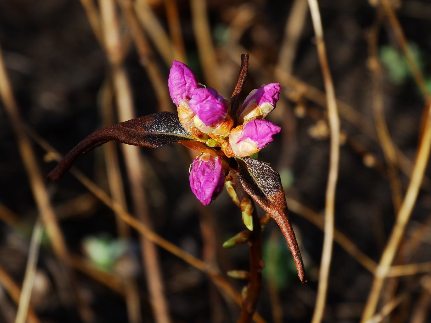 Image of Rhododendron mucronulatum specimen.