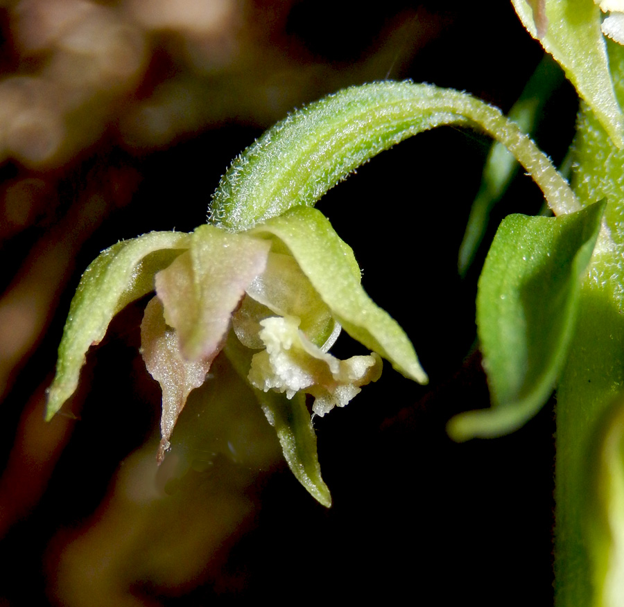 Изображение особи Epipactis microphylla.