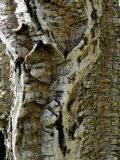 Phellodendron amurense. Кора взрослого дерева. Приморье, окр. г. Находка, склон сопки. 21.05.2016.