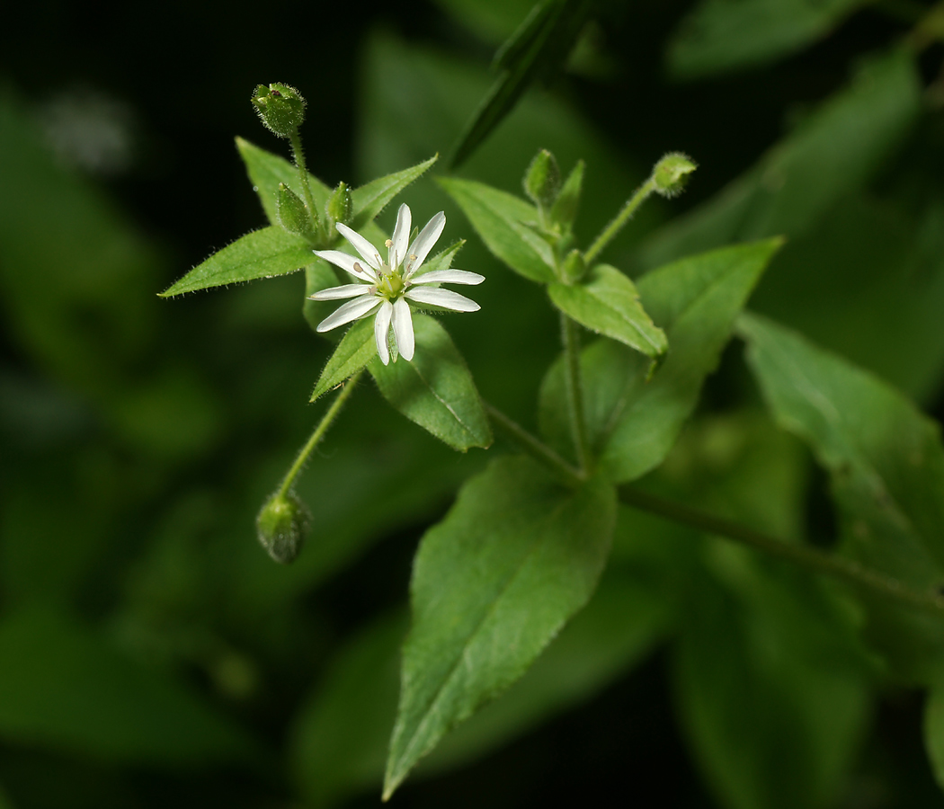 Изображение особи Myosoton aquaticum.