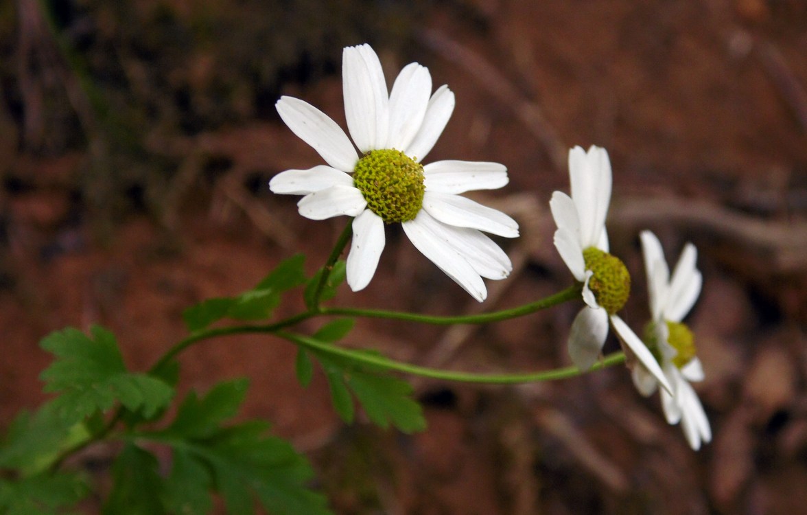 Image of Pyrethrum parthenifolium specimen.