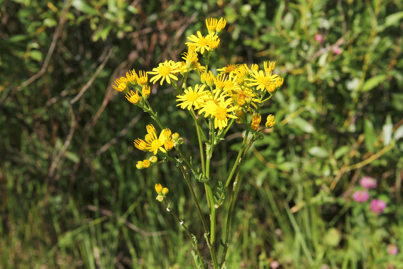 Изображение особи Senecio jacobaea.