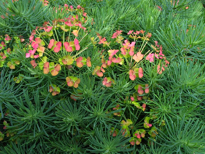 Изображение особи Euphorbia cyparissias.