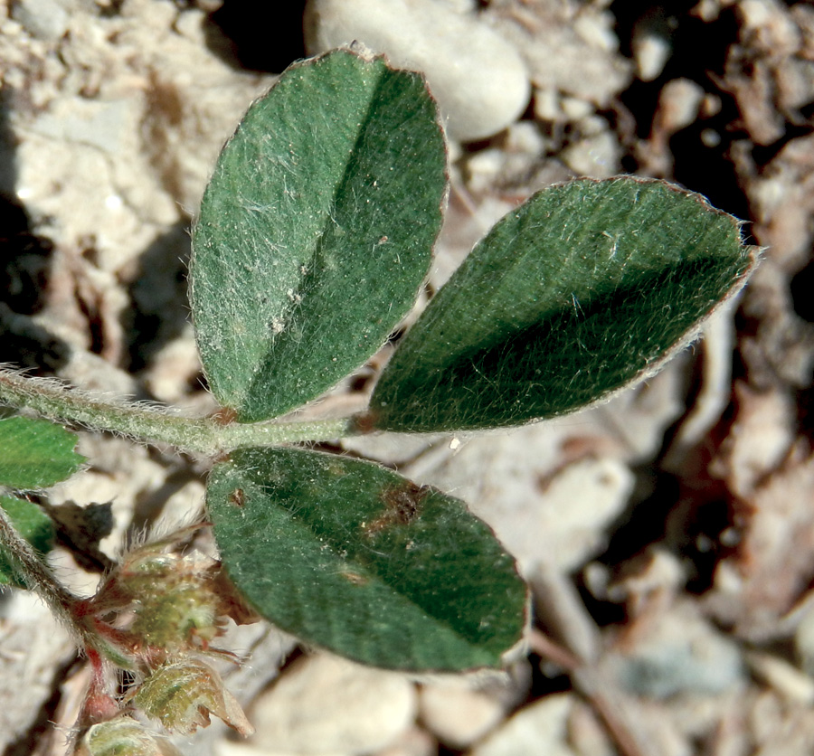 Изображение особи Medicago minima.