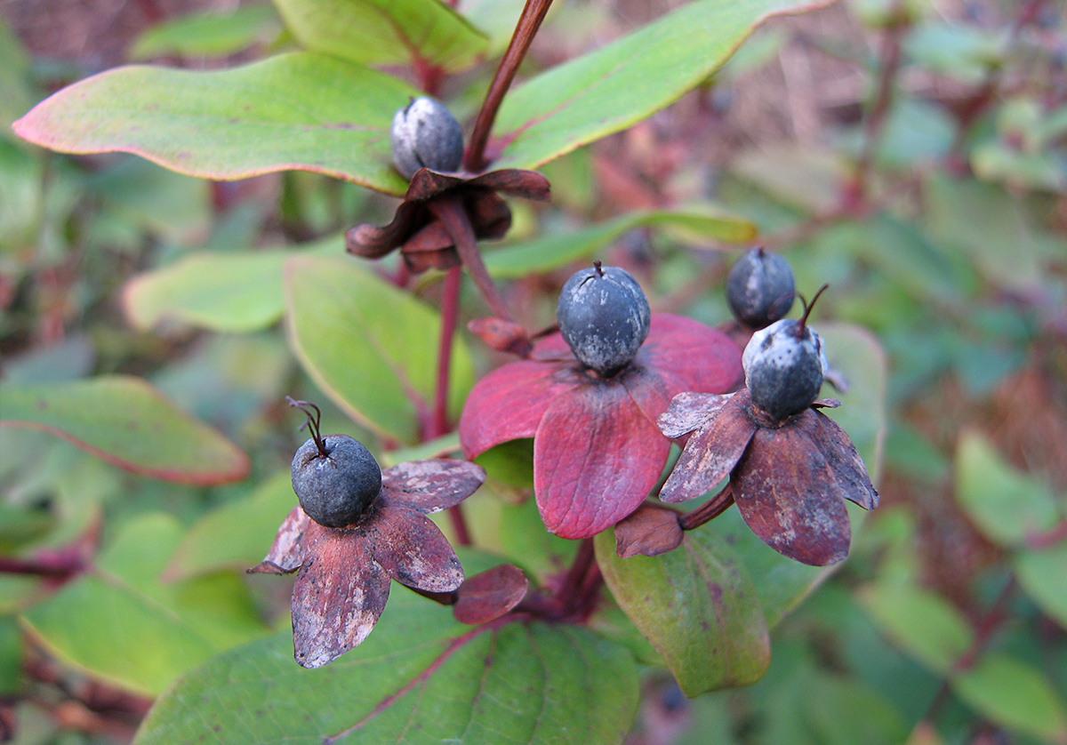 Изображение особи Hypericum × inodorum.