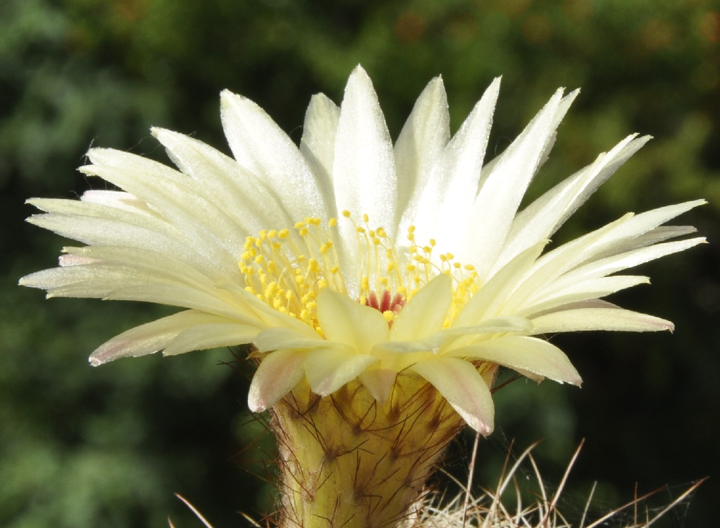 Image of genus Echinopsis specimen.