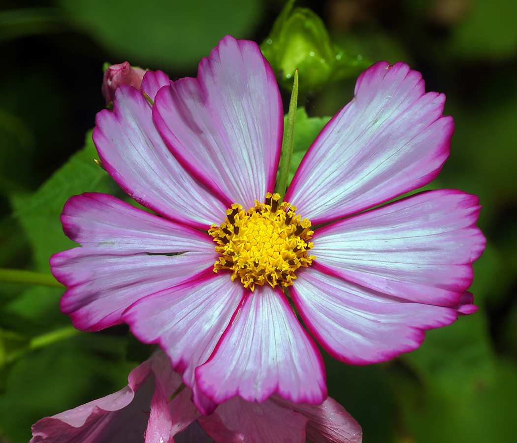 Изображение особи Cosmos bipinnatus.