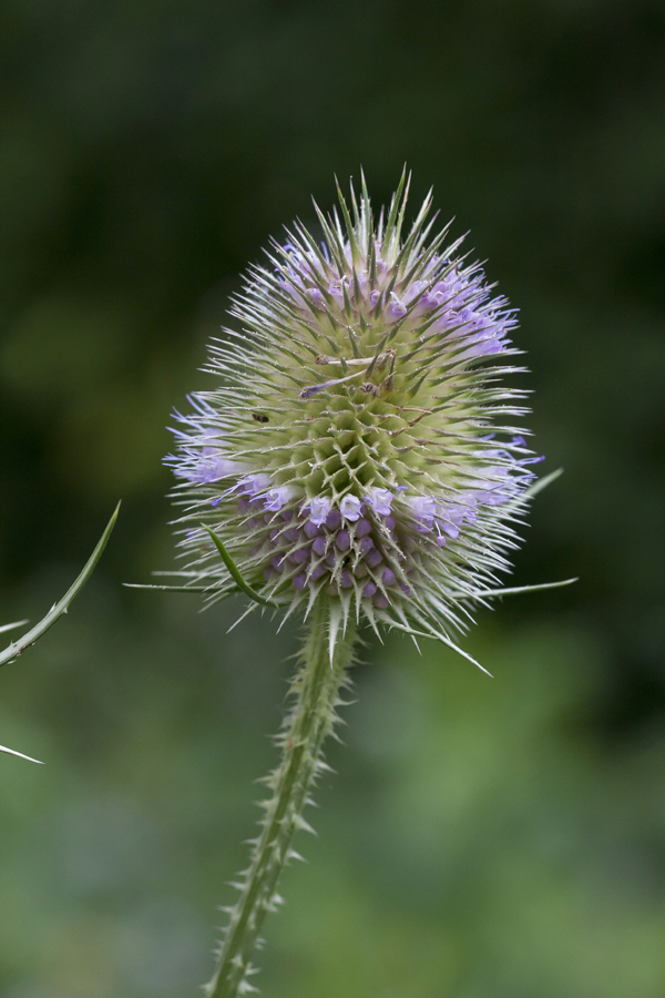 Image of Dipsacus fullonum specimen.