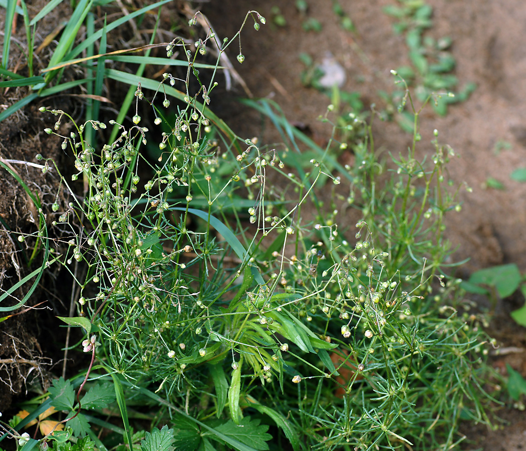 Image of Spergula arvensis specimen.