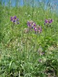 Oxytropis uralensis. Цветущее растение. Ульяновская обл.. Карсунский р-н, окр. с. Малая Кандарать, склон к р. Кандаратка, мергелисто-меловые выходы. 25 июня 2011 г.