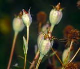 Platycodon grandiflorus