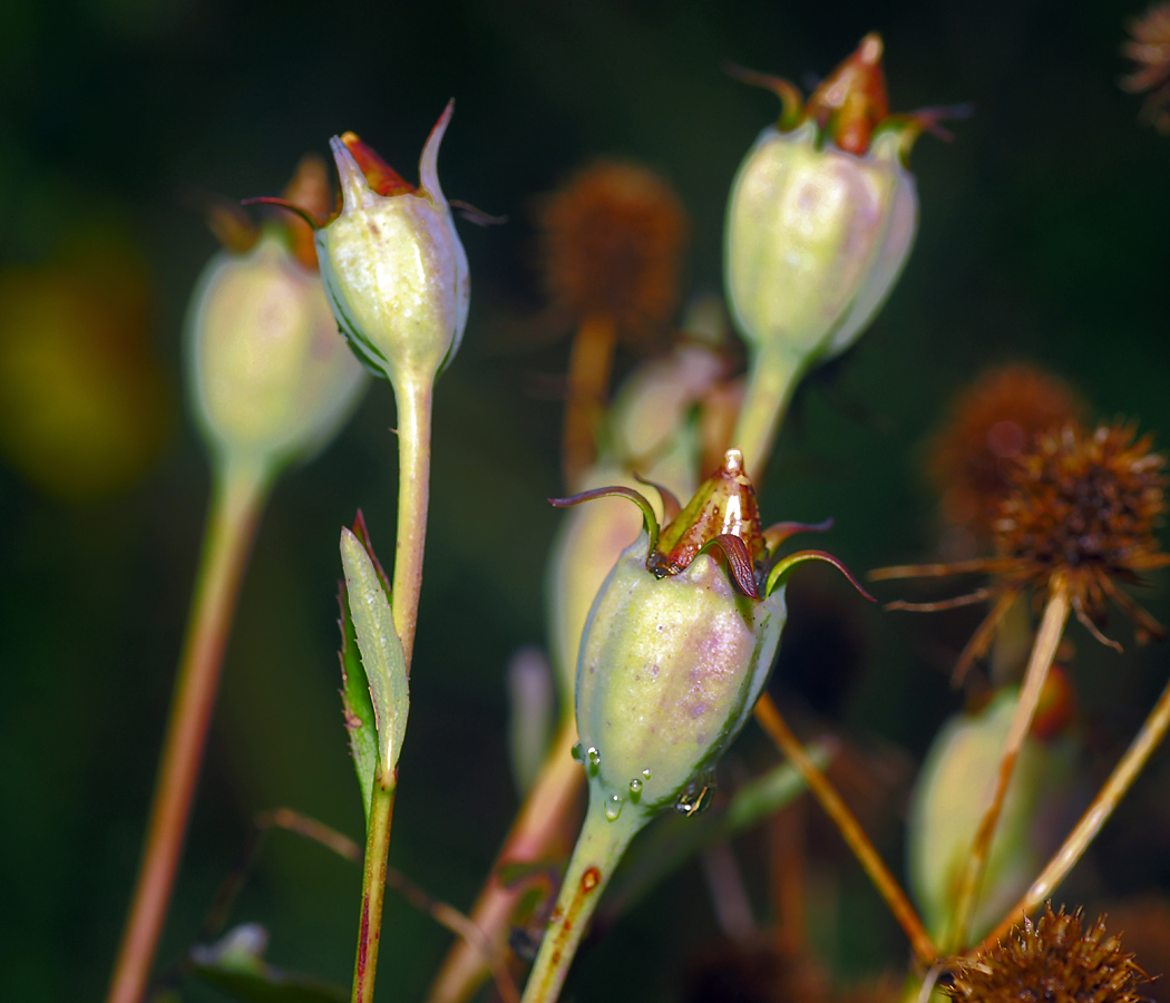 Изображение особи Platycodon grandiflorus.