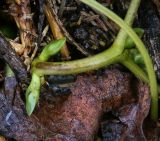 Asarum europaeum. Часть побега с почками. Пермский край, Нытвинский р-н, с. Григорьевское, прошлогодняя вырубка в елово-пихтовом лесу. 10.09.2016.