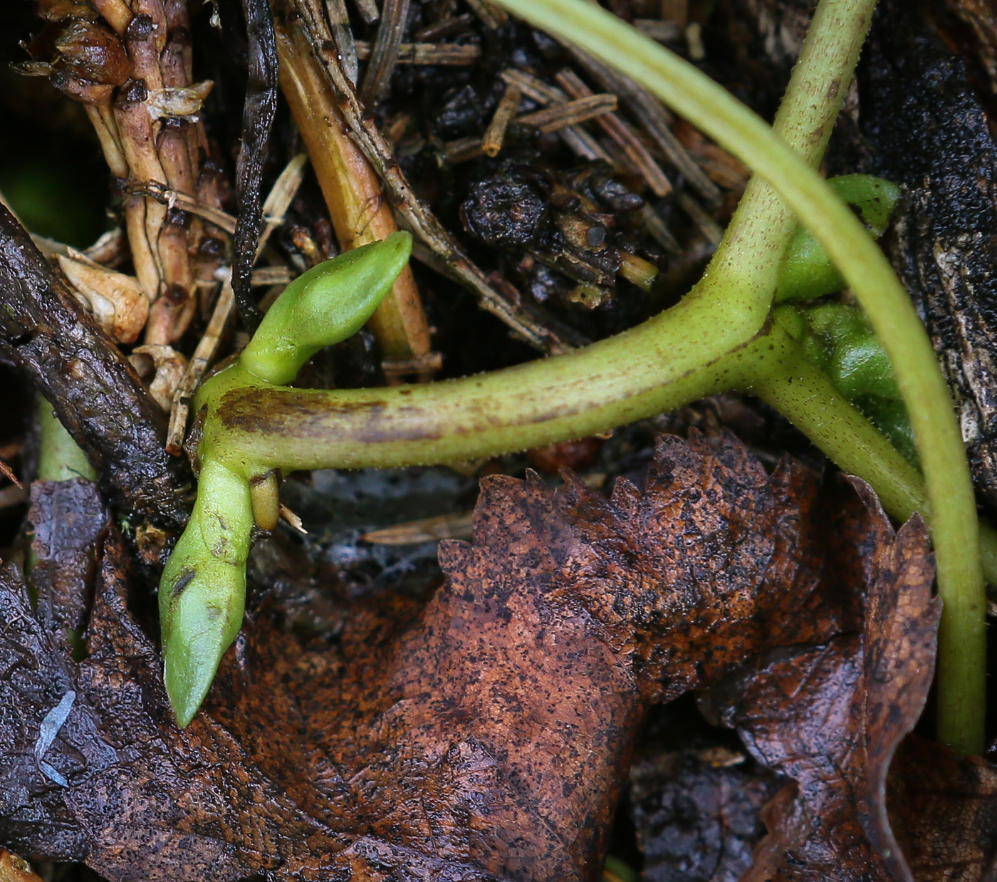 Изображение особи Asarum europaeum.