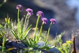 Allium spirale. Цветущие растения. Приморский край, окр. г. Находка, морское побережье между мысами Тунгус и Скалистый, каменистый склон у моря. 19.09.2016.