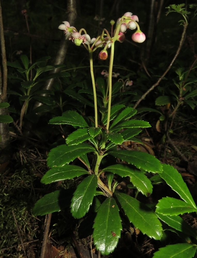 Изображение особи Chimaphila umbellata.