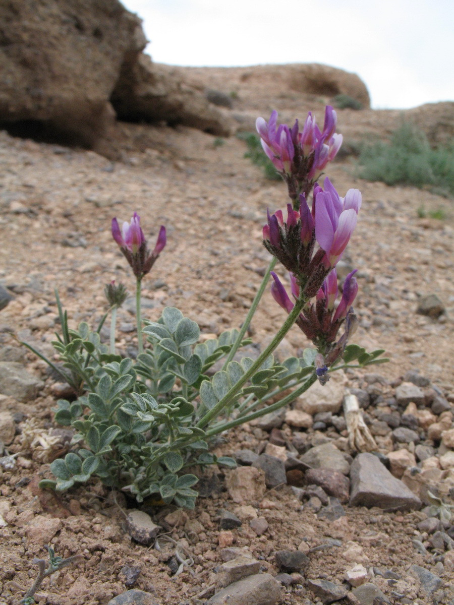 Image of Astragalus petraeus specimen.