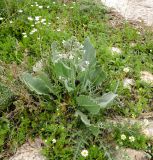 Anchusa strigosa