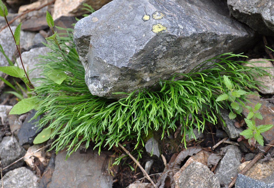 Image of Asplenium septentrionale specimen.