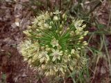 Allium eriocoleum